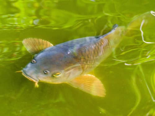 Koi reference
