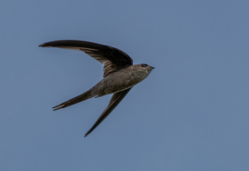 Asian Palm Swift reference