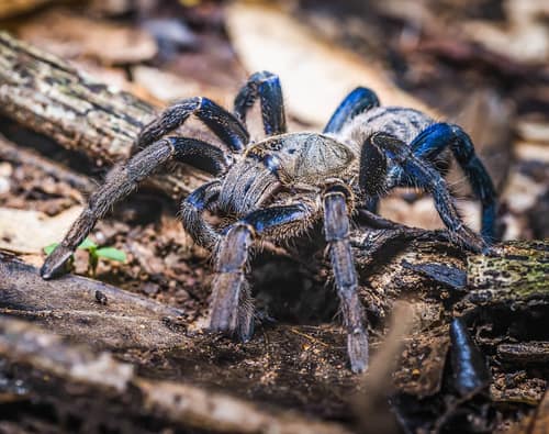 Cobalt Blue Tarantula reference