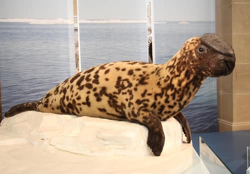 Hooded Seal reference