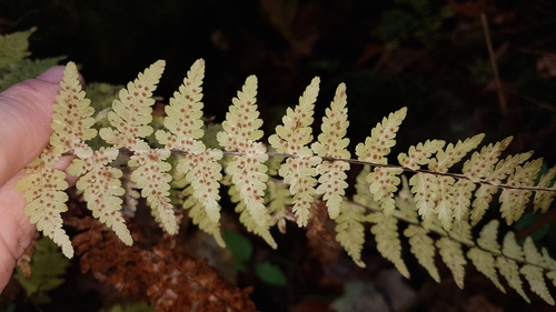 Bulblet Fern reference