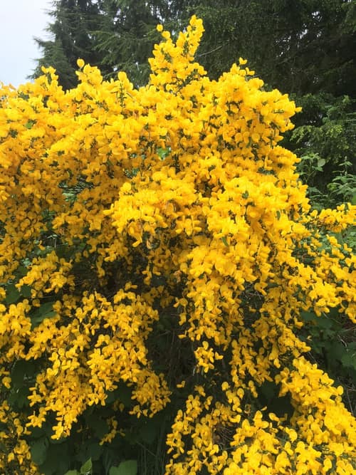 Scotch Broom reference
