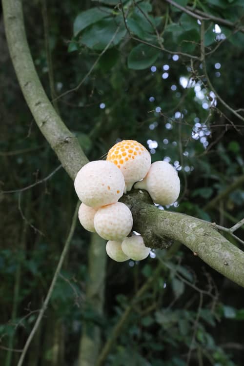Digueñe Fungus reference