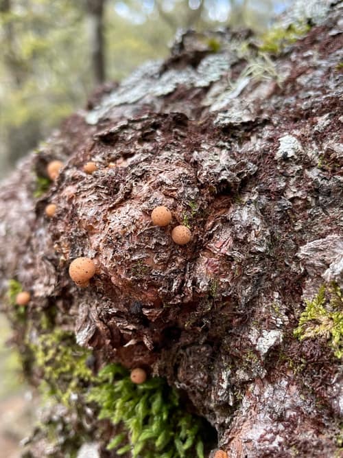 Beech Gall Fungus reference