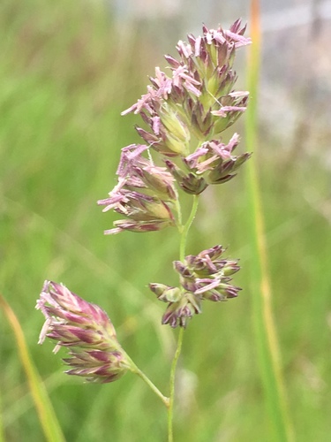 Orchard Grass reference