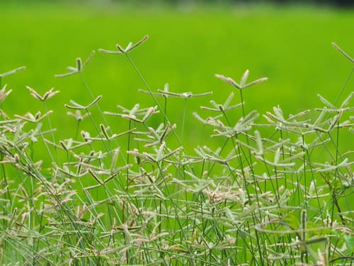 Egyptian Crowfoot Grass reference