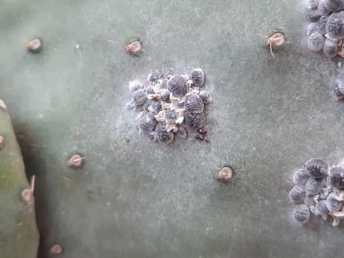 Cochineal Scale Insect reference
