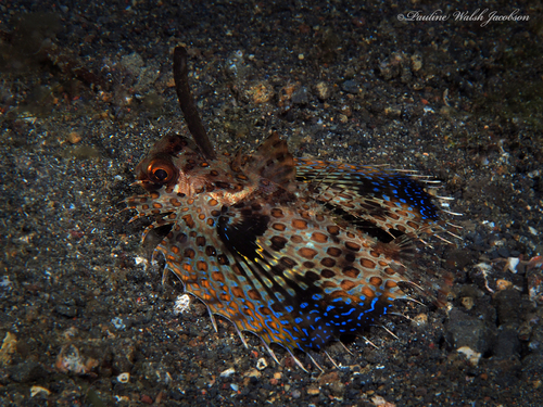 Oriental Flying Gurnard reference