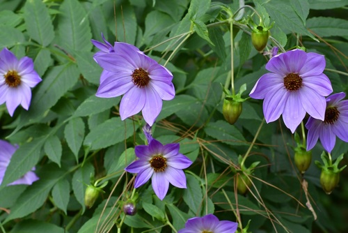 Tree Dahlia reference