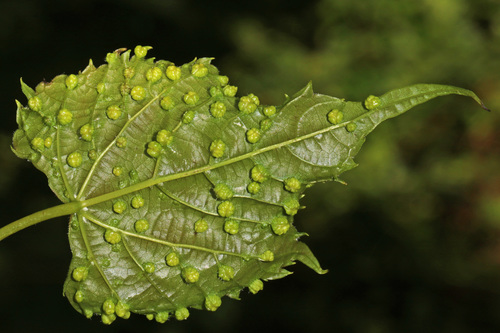 Grape Phylloxera reference