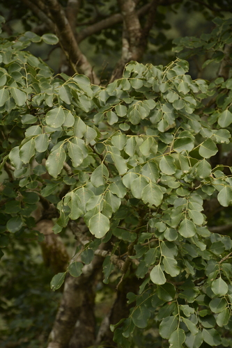East Indian Rosewood reference
