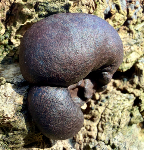 Cramp Balls reference