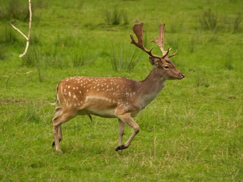 Fallow Deer reference