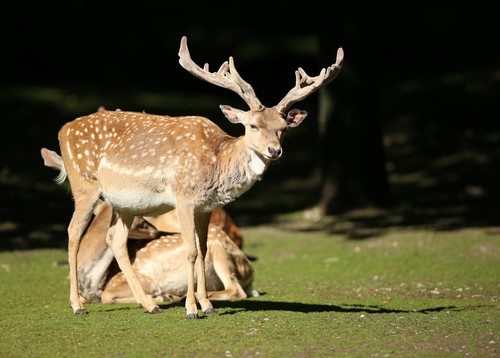 Persian Fallow Deer reference