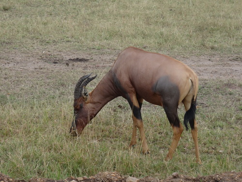 Common Tsessebe reference