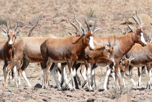 Blesbok reference