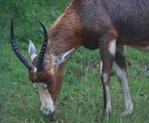 Blesbok reference