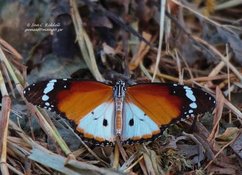 Plain Tiger Butterfly reference
