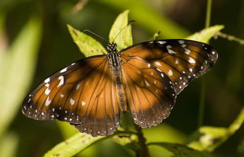 Soldier Butterfly reference