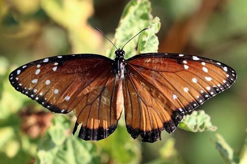 Queen Butterfly reference