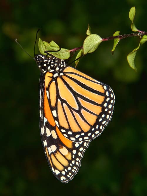 Monarch Butterfly reference