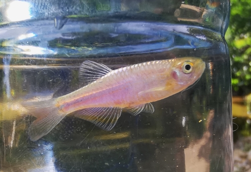 Pearl Danio reference