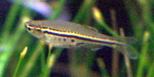 Spotted Danio reference