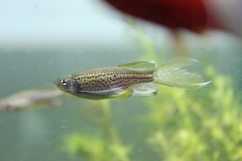 Zebrafish reference