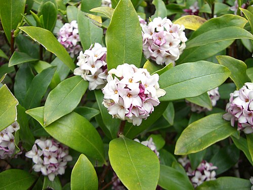 Winter Daphne reference