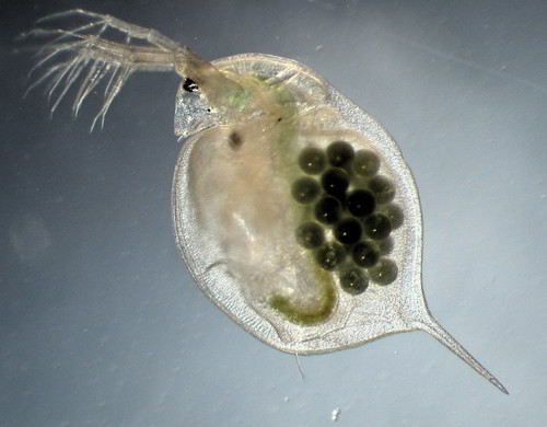 Water Flea reference