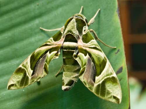 Oleander Hawk-Moth reference