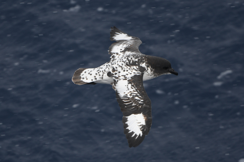 Cape Petrel reference