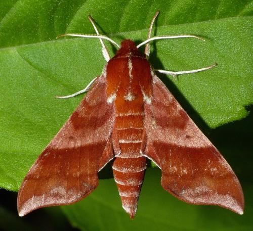 Azalea Sphinx reference