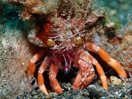 Anemone Hermit Crab reference