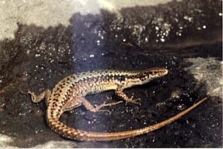 Armenian Lizard reference