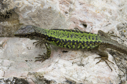 Brauner's Rock Lizard reference