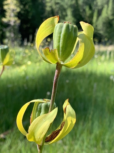 California Pitcher Plant reference