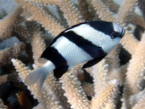 Humbug Damselfish reference
