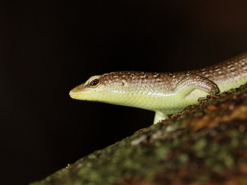 Olive Tree Skink reference