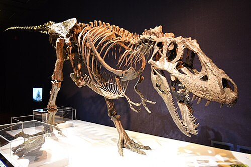 Daspletosaurus reference