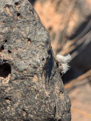 Glorious Velvet Ant reference