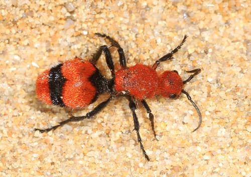 Red Velvet Ant reference