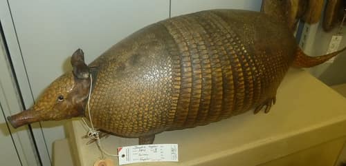 Greater Long-nosed Armadillo reference
