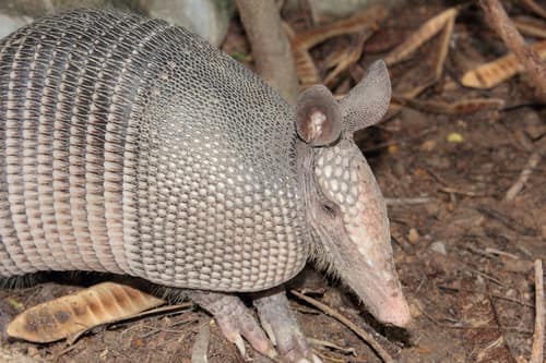 Mexican Long-nosed Armadillo reference