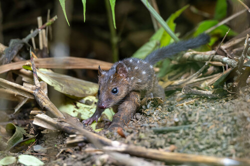 New Guinea Quoll reference