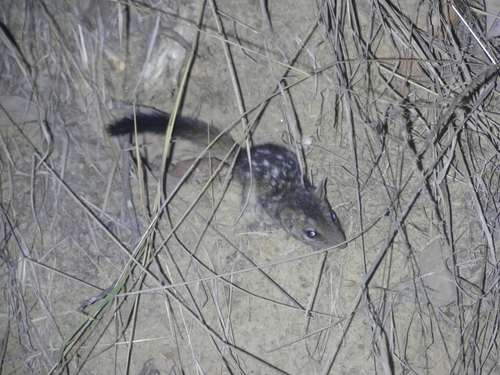 Northern Quoll reference