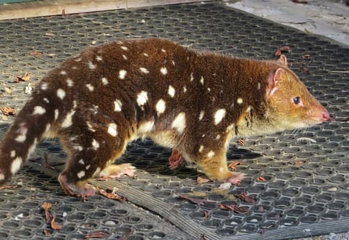 Spotted-tailed Quoll reference
