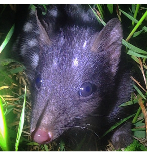 Eastern Quoll reference