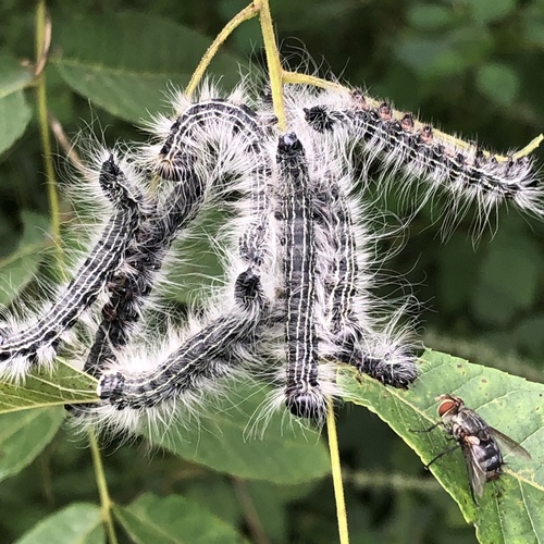 Walnut Caterpillar reference