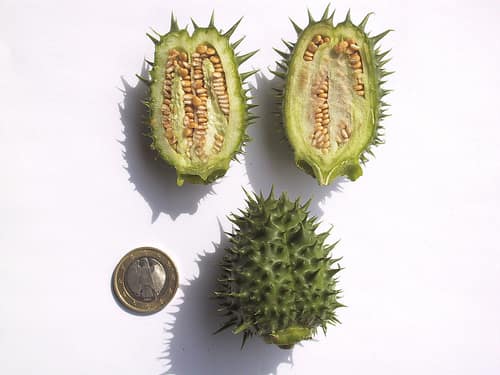 Jimsonweed reference